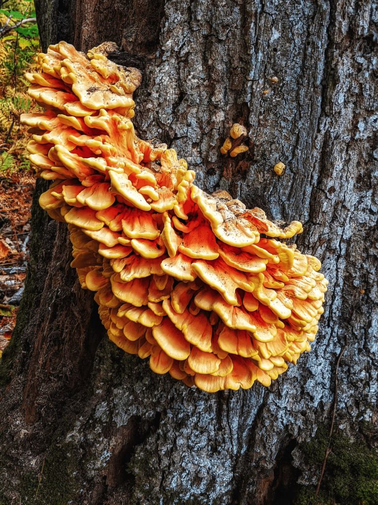 vibrant orange and yellow mushroom cluster growing out from the trunk of a large tree.