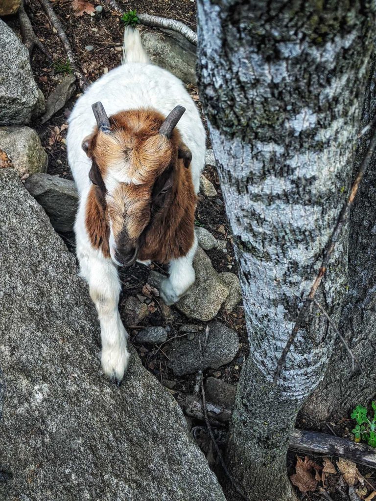 Korra - Brown and white coat and small horns walking up rocks between a tree and boulder.