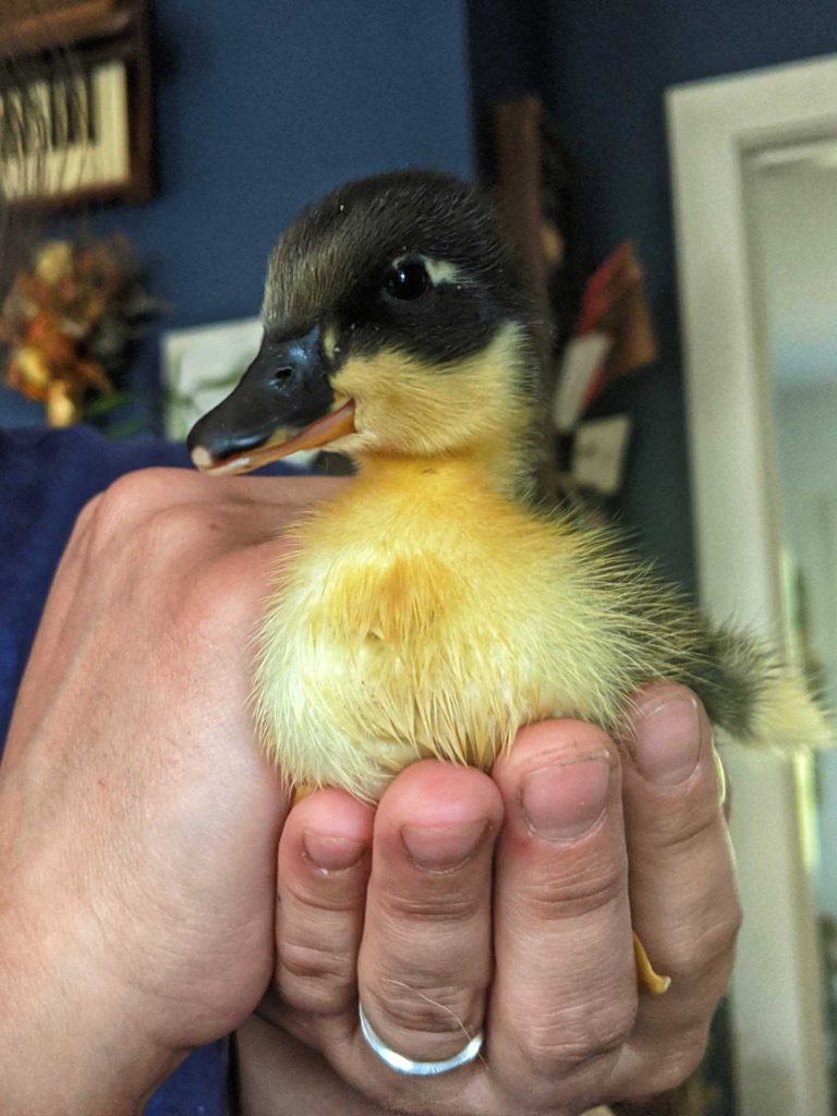 Sarah holding a newly hatched baby duckling with yellow and white belly and gray baby feathers.