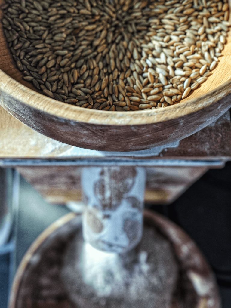 Top down perspective view of the grain hopper of our Komo Grain mill. Fresh organic rye berries tinted a beautiful blue/gray hue are fed into a conical grinder and fresh rye flour is expelled into a hand-turned wooden bowl below.
